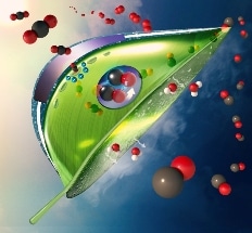 New Artificial Leaves Can Function Even Outside the Lab