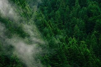 Combating Climate Change by Understanding “Climate Change Feedbacks”