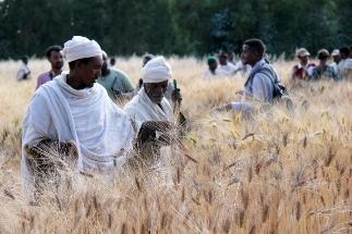 New Approach to the Selection of Crop Varieties Turns Farmers into Citizen Scientists