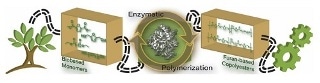 New Enzyme-based Polymerization Method Enable Greener PEF Production