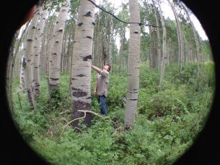 Study Predicts Impact of Climate Change on Forest Ecosystem in the Western United States