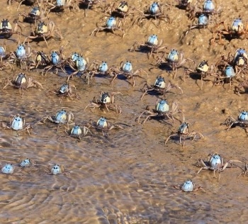 World-First Research Shows How Beaches Clean Our Oceans