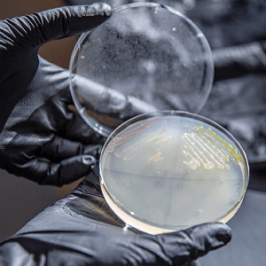 Engineered Microbe Could Jump-Start a Renewable Plastics Industry