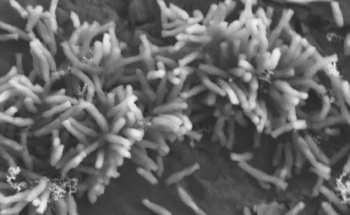 Research Finds Out How Ability of Microbes to Eat Electricity Fixes Carbon Dioxide
