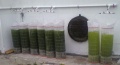 Researchers from Five Continents Agreed to Join Green Star's Algae Testing Program