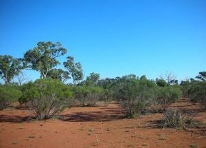 Study Emphasizes Role of Biodiversity in Maintaining Land Fertility and Productivity in Arid Areas