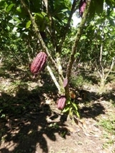 Study Shows How Peru’s Rainforest Conservation Efforts can Become More Effective