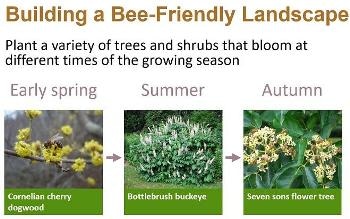Researcher Offers a List of Recommendations to Develop a Bee-Friendly Landscape