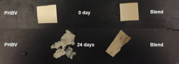 Researchers Find a Much Stronger Replacement for Plastic that is Biodegradable