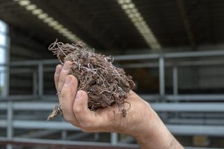 Feeding Seaweed to Cows: Our Livestock Methane Research Lights Up