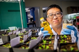 A Sustainable Method to Boost Seed Oil Yield in Crops