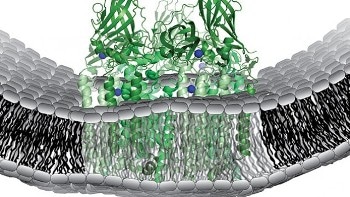 Researchers Discover Enzyme that Catalyzes Methane-to-Methanol Conversion Reaction