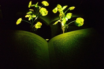 Glowing Plants Could Light the Way for Sustainable Buildings
