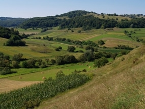 Researchers Suggest Integration of Biodiversity and Agriculture for Ensuring Maximum Yields