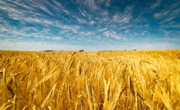 Study Evaluates Potential Impact of Observed Climate Change on Global Food Production