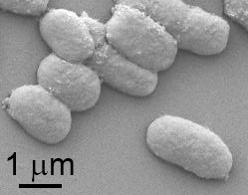 Researchers Create Microorganism for Algae Biomass to Produce Biofuel and Biochemical