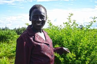 Study: Agroforestry Overlooked in Global Climate Change Reporting Systems