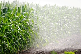 Conversion of Land to Irrigated Agriculture can Affect Regional Climate