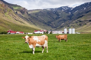 Common Dairy Cows Share Same Core Group of Genetically Inherited Microbiome