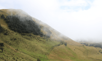 Climate Change and Deforestation Together Push Tropical Species Towards Extinction, Say Experts