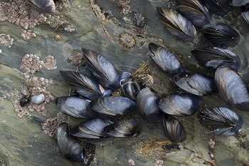 Chemical Properties of Mussel Threads Inspire Engineering Innovations
