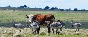 Assessing Reported Studies to Advance Global Private Land Conservation
