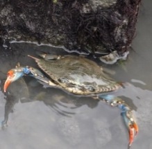 Climate Change Impacts Marine Organisms by Altering Their Sensory Pathways
