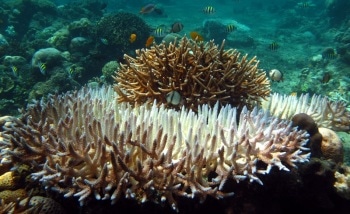 Climate Change Leaves Mark on Coastal Ecosystems