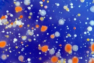 Marine Microbes Could Play an Important Role in Climate Change