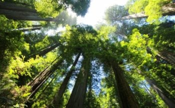 Study on Potential of Trees to Decelerate Global Warming in the Future