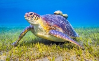 Researchers Develop Tools to Help Manage Seagrass Survival