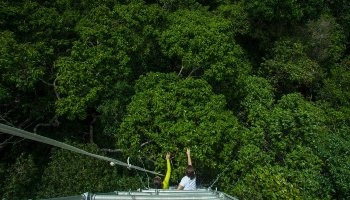 New Study Finds that Amazon Rainforest Absorbs Less Carbon than Expected