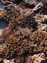 Central Kimberley Reef Communities Survive Global Coral Bleaching