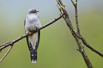 One-Third of UK Bird Species Affected by Climate Change