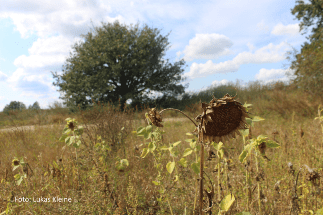 Vegetation and Land Use are Critical in Water Retention and Runoff