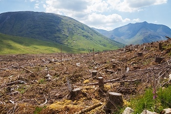 The Potential Impact of Complete Deforestation and the Technology Preventing It