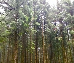 Study Reveals Industrialization has Reduced “Coniferous Forest Effect”