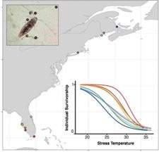 Study Explores How Small Crustaceans Respond to Climate Change