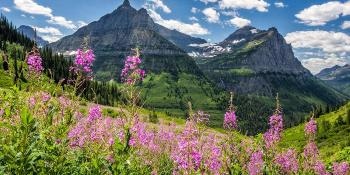 Study Shows How Species Respond to Climate Change