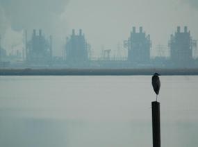 Study on the Effect of Noise Pollution on Birds