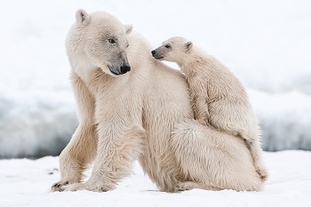 Extreme Snowfall in The Arctic The Cause of Reproductive Collapse in Wildlife