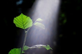 Biological Material That Mimics Photosynthesis Boosts Solar Cell Performance