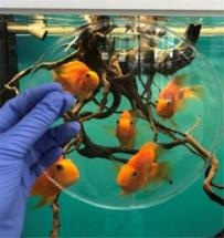 Scientists Produce Environment-Friendly and Higher Grade Bioplastic