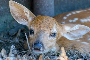 Climate Change Means Wild Animals are Evolving to Give Birth Earlier