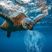 Unilever Commits to Reduce the Use of Virgin Plastics by 2025