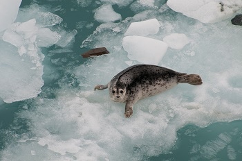The Melting Arctic May be Causing the Spread of a Virus in Marine Mammals