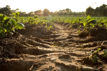 Move to Implement Policies that Build Soil Carbon to Mitigate Climate Change