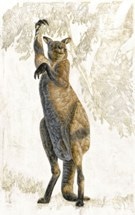 People, Climate, and Water Supply Played a Role in the Extinction of Australia’s Megafauna