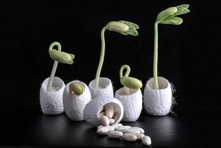 Coated Seeds Could Make It Possible to Grow Crops in Unproductive Soils