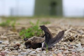 Stakeholders Evaluate Impacts of Wind Energy on Biodiversity